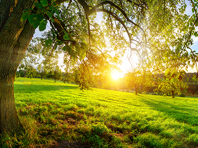 Field of trees with green grass and sun